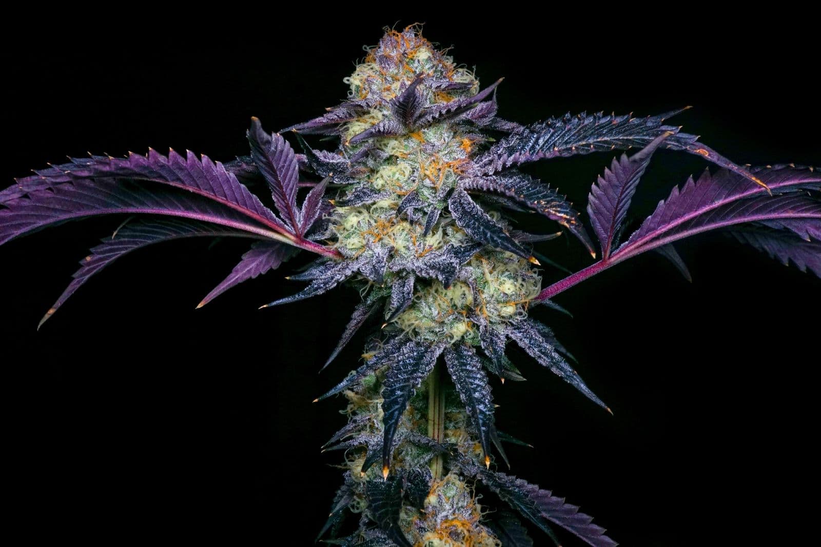 Nahaufnahme einer violetten Cannabisblüte